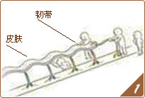 SMAS΢(chung)ӳg(sh)ʾDƤwµSMASĤ